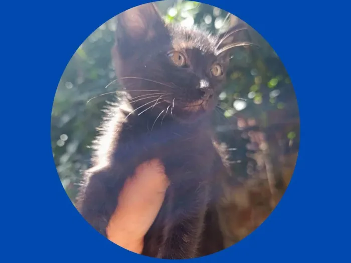 Gato ra a SRD-ViraLata idade 2 a 6 meses nome Neguinho 