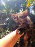 Neguinha 