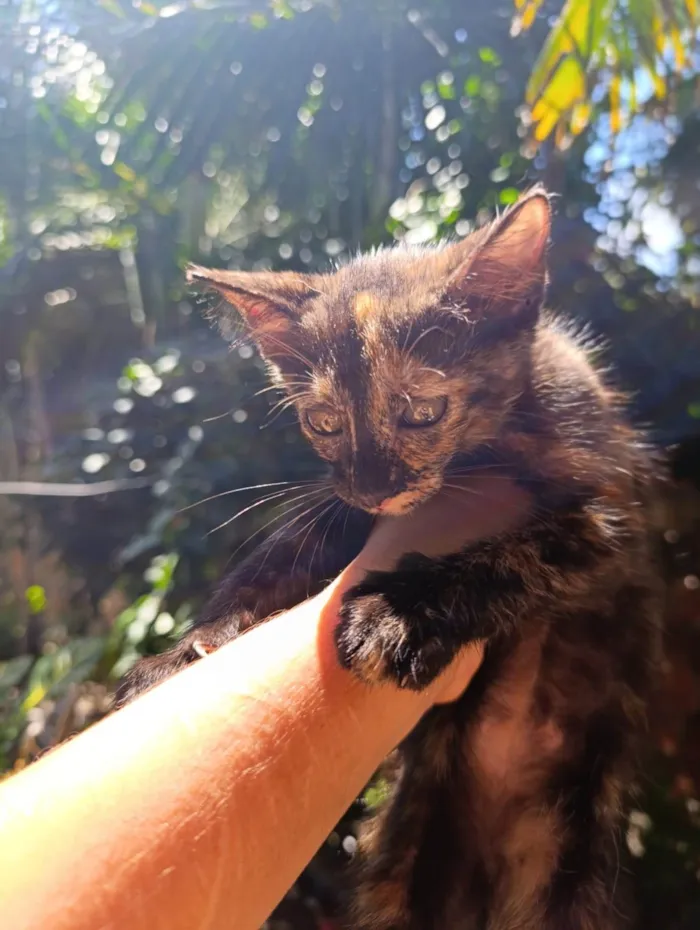 Gato ra a SRD-ViraLata idade 2 a 6 meses nome Neguinha 