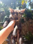 Neguinha