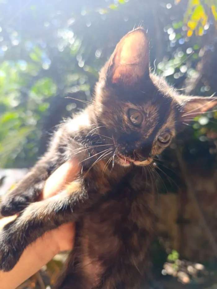 Gato ra a SRD-ViraLata idade 2 a 6 meses nome Neguinha 