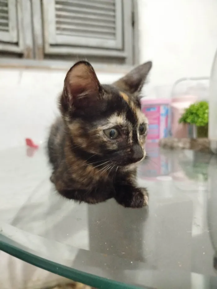 Gato ra a SRD-ViraLata idade 2 a 6 meses nome Neguinha 