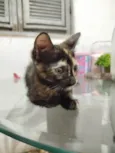 Neguinha