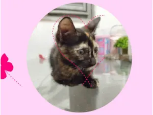 Gato raça SRD-ViraLata idade 2 a 6 meses nome Neguinha 