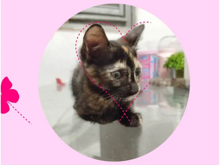 Gato ra a SRD-ViraLata idade 2 a 6 meses nome Neguinha 