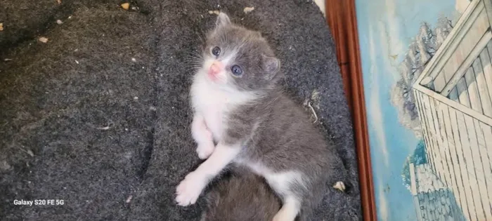 Gato ra a SRD-ViraLata idade 7 a 11 meses nome Mirian 