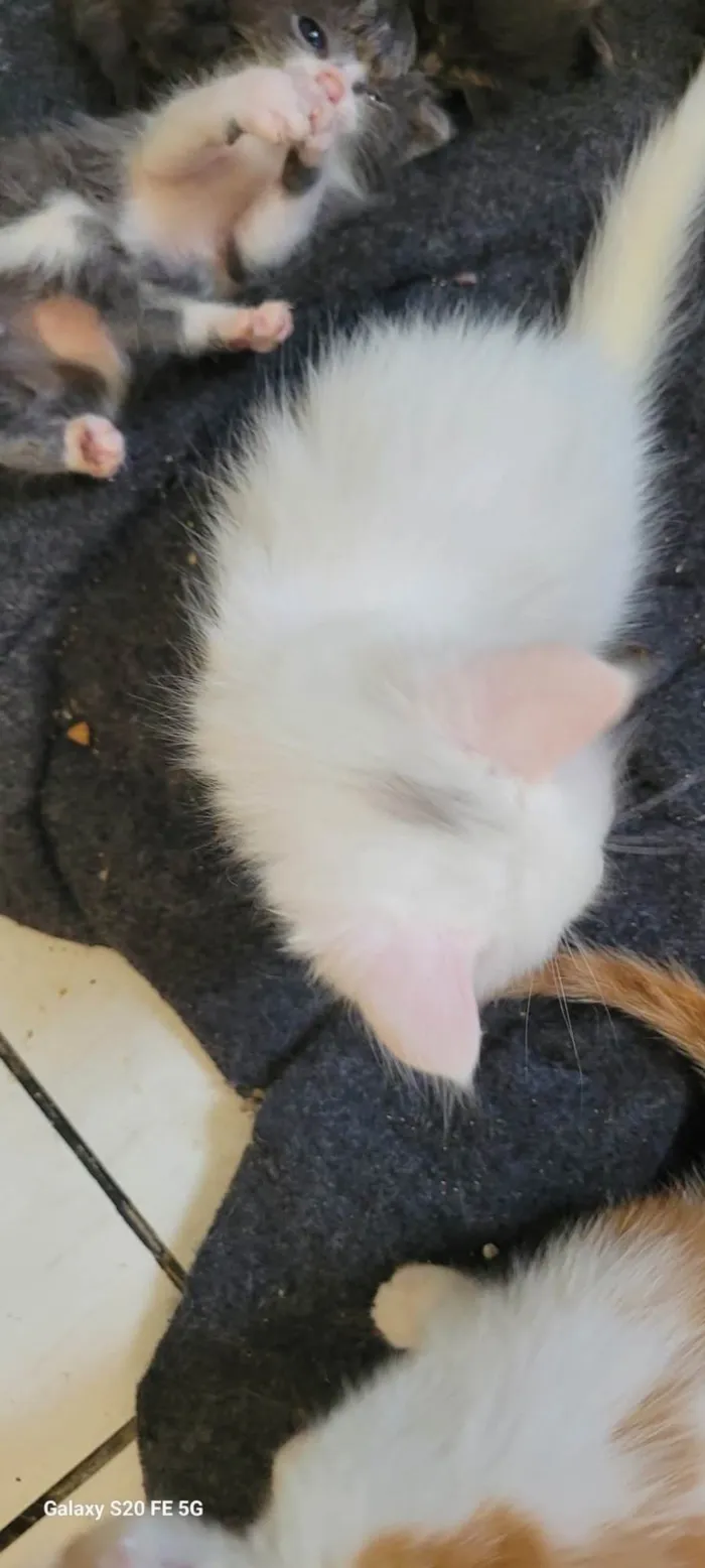 Gato ra a SRD-ViraLata idade 7 a 11 meses nome Mirian 