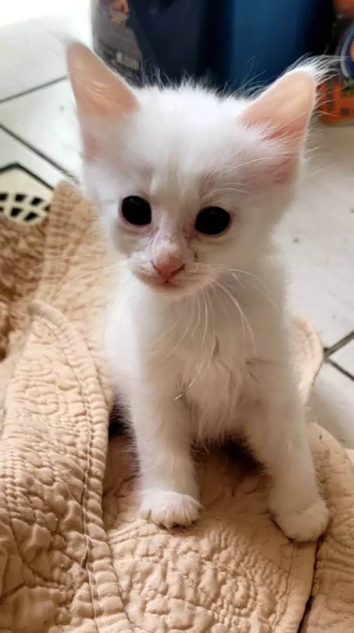 Gato ra a SRD-ViraLata idade 7 a 11 meses nome Mirian 