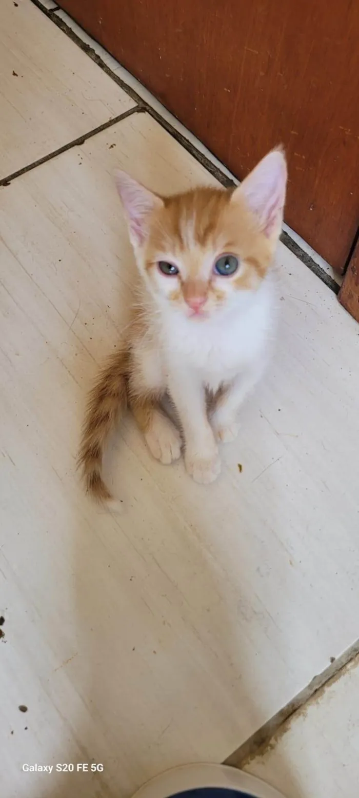 Gato ra a SRD-ViraLata idade 7 a 11 meses nome Mirian 