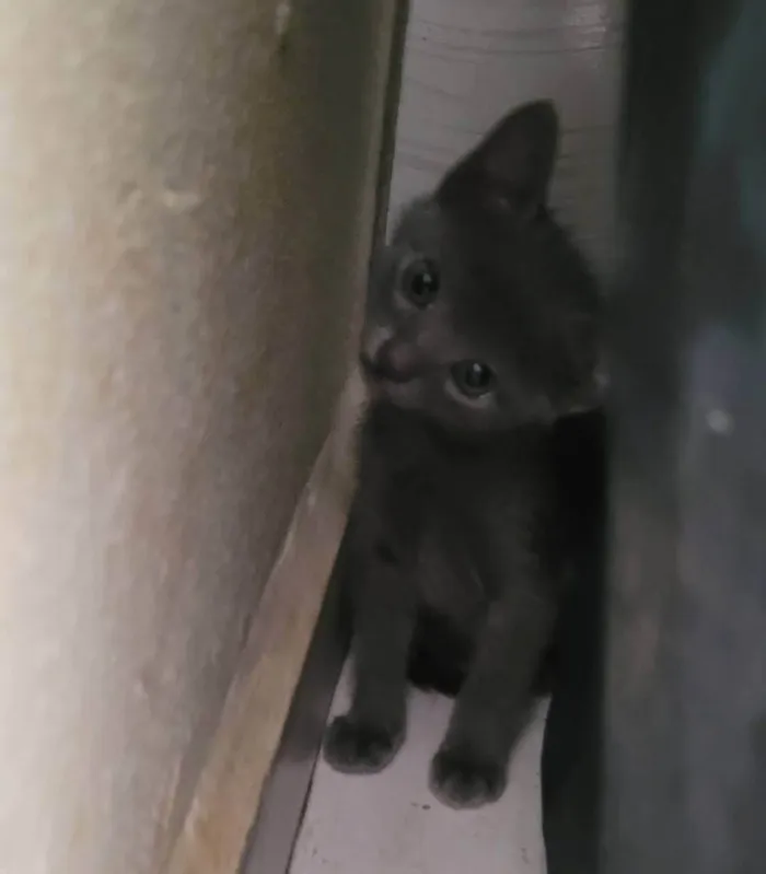 Gato ra a SRD-ViraLata idade 7 a 11 meses nome Mirian 