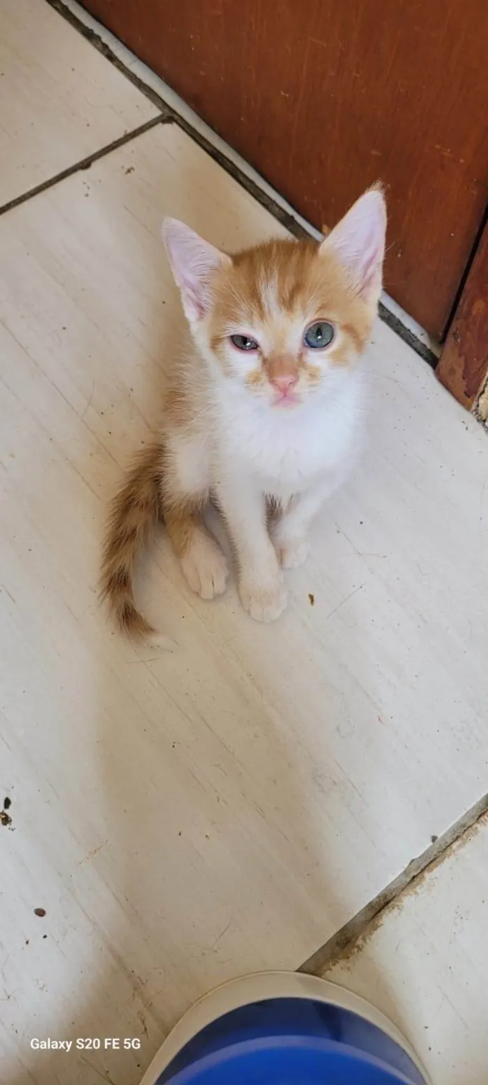 Gato ra a SRD-ViraLata idade 7 a 11 meses nome Mirian 