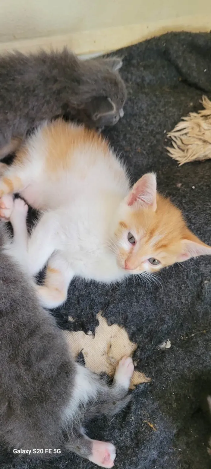 Gato ra a SRD-ViraLata idade 7 a 11 meses nome Mirian 