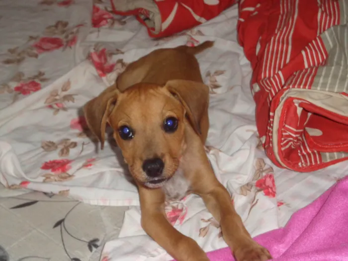 Cachorro ra a SRD-ViraLata idade 2 a 6 meses nome Mel 