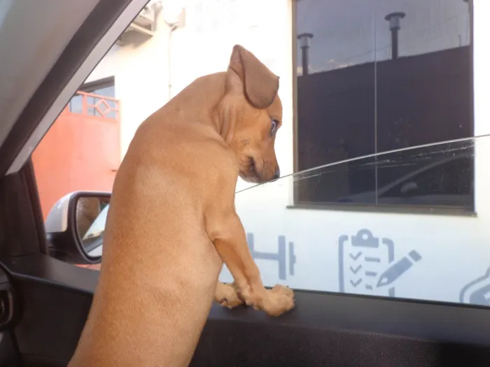Cachorro ra a SRD-ViraLata idade 2 a 6 meses nome Mel 