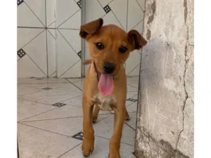 Cachorro raça SRD-ViraLata idade 2 a 6 meses nome Mel 