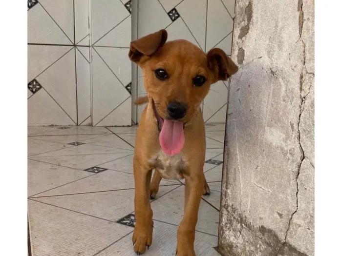 Cachorro ra a SRD-ViraLata idade 2 a 6 meses nome Mel 