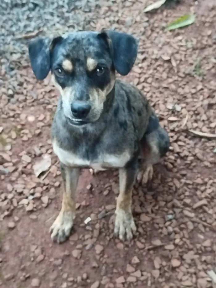 Cachorro ra a SRD-ViraLata idade 3 anos nome Chocolate 