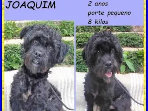 Cachorro raça SRD-ViraLata idade 2 anos nome Joaquim
