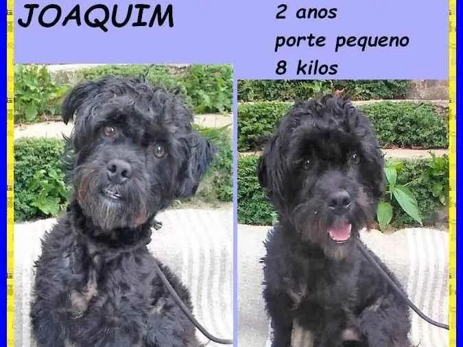 Cachorro ra a SRD-ViraLata idade 2 anos nome Joaquim