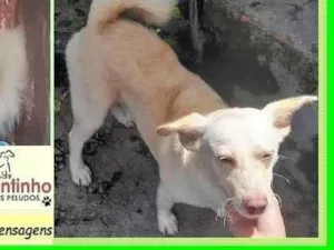 Cachorro raça SRD-ViraLata idade 1 ano nome Alemãozinho