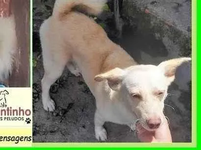 Cachorro ra a SRD-ViraLata idade 1 ano nome Alemãozinho