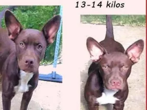 Cachorro raça SRD-ViraLata idade 7 a 11 meses nome Bombom