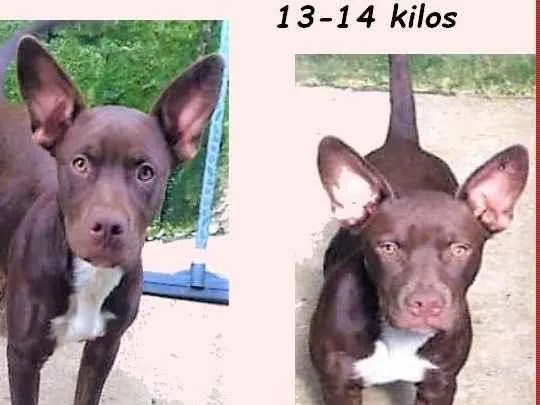 Cachorro ra a SRD-ViraLata idade 7 a 11 meses nome Bombom