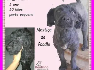 Cachorro raça Poodle idade 1 ano nome Petit