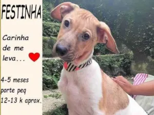 Cachorro raça SRD-ViraLata idade 2 a 6 meses nome Festinha