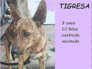 Cachorro raça SRD-ViraLata idade 3 anos nome Tigresa