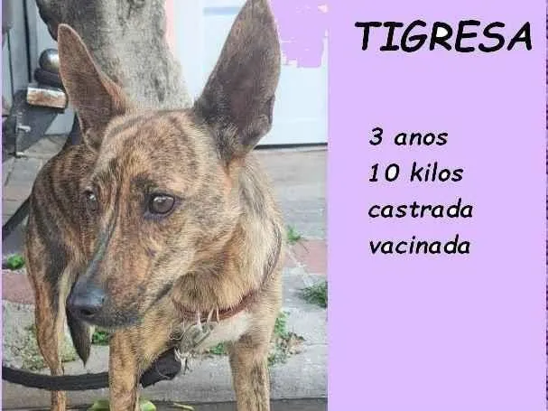 Cachorro ra a SRD-ViraLata idade 3 anos nome Tigresa