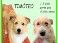 Timóteo