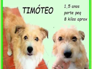 Cachorro raça SRD-ViraLata idade 1 ano nome Timóteo