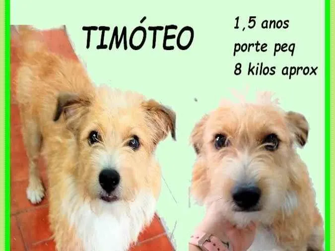 Cachorro ra a SRD-ViraLata idade 1 ano nome Timóteo