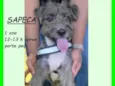 Sapeca
