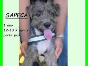 Cachorro raça SRD-ViraLata idade 1 ano nome Sapeca