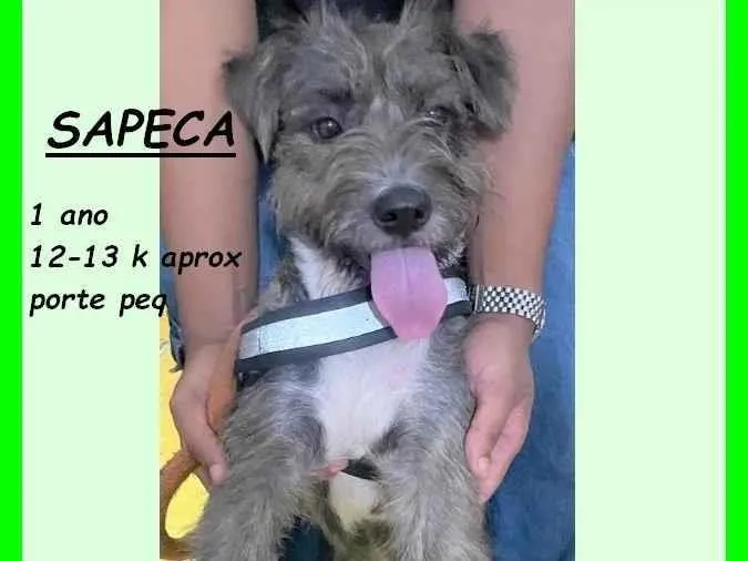 Cachorro ra a SRD-ViraLata idade 1 ano nome Sapeca