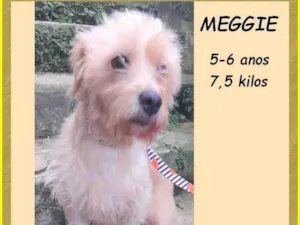 Cachorro raça SRD-ViraLata idade 5 anos nome Meggie