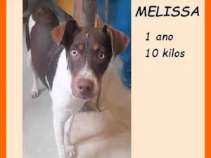 Cachorro raça SRD-ViraLata idade 1 ano nome Melissa