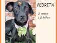 Pedrita