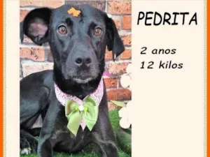 Cachorro raça SRD-ViraLata idade 2 anos nome Pedrita