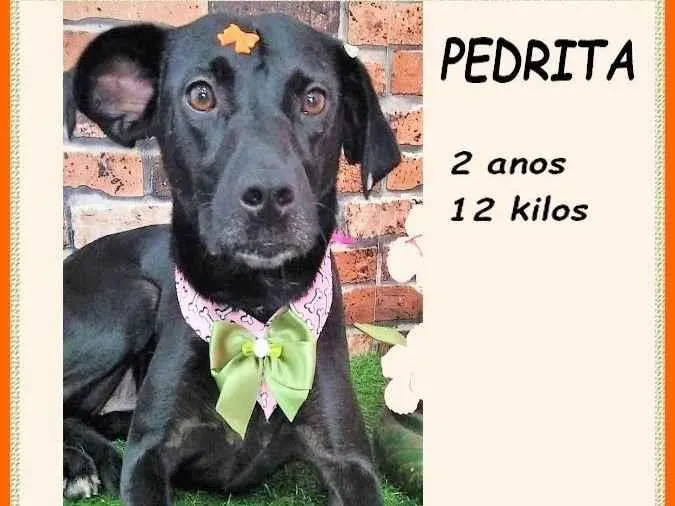 Cachorro ra a SRD-ViraLata idade 2 anos nome Pedrita