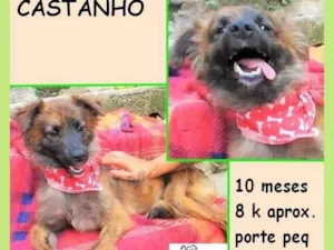 Cachorro raça SRD-ViraLata idade 7 a 11 meses nome Castanho