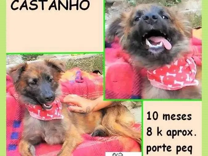 Cachorro ra a SRD-ViraLata idade 7 a 11 meses nome Castanho