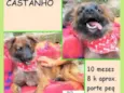 Castanho
