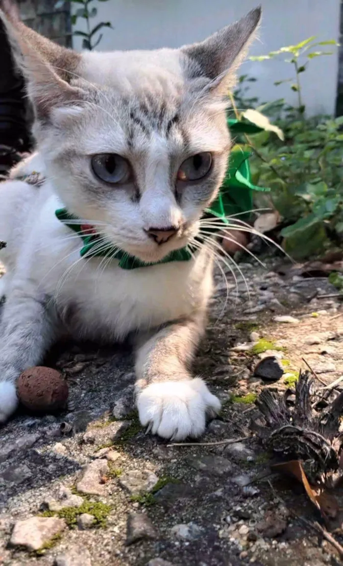 Gato ra a SRD-ViraLata idade 7 a 11 meses nome Mariah