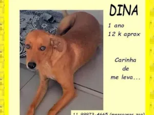 Cachorro raça SRD-ViraLata idade 1 ano nome Dina