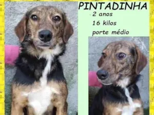 Cachorro raça SRD-ViraLata idade 2 anos nome Pintadinha