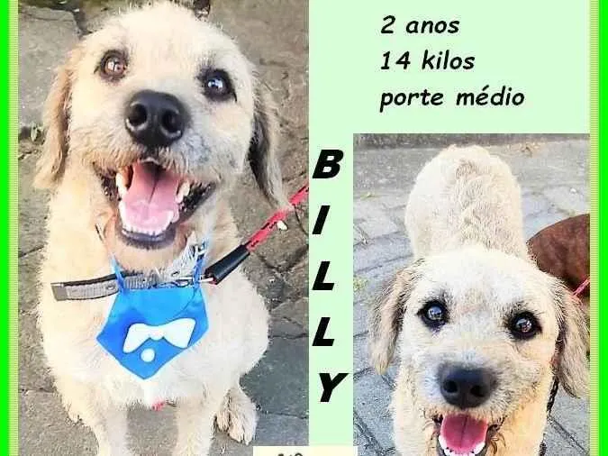 Cachorro ra a SRD-ViraLata idade 2 anos nome Billy