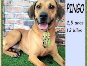 Cachorro raça SRD-ViraLata idade 2 anos nome Pingo
